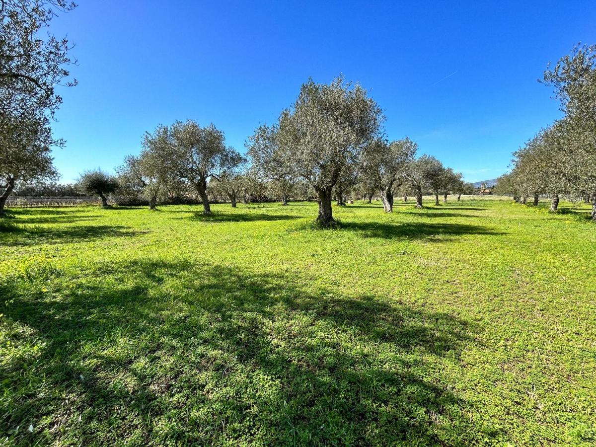 Villa Casa Del Mate Alghero Esterno foto